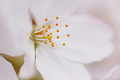 日記：桜の写真を撮ってきたから淡々と貼るよ！タムロン 90mm F2.8 Di MACRO購入レポ