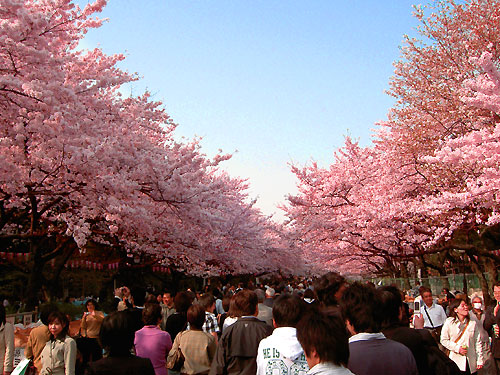 上野公園の桜
