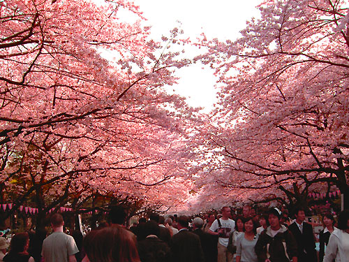 上野公園の桜