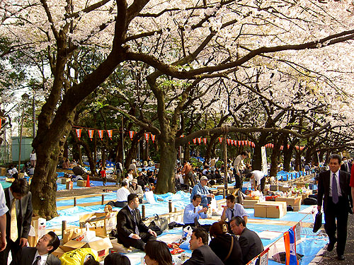 上野公園の桜