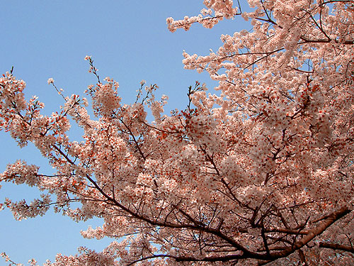 上野公園の桜