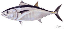 20060401bd.jpg