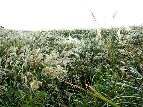 DSCF5468.jpg