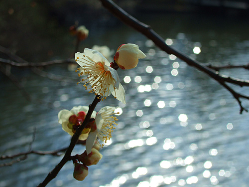 DSCF5729.jpg