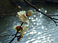 DSCF5729th.jpg