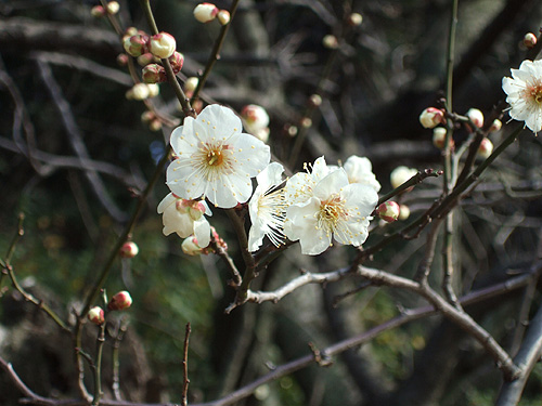 DSCF5730.jpg