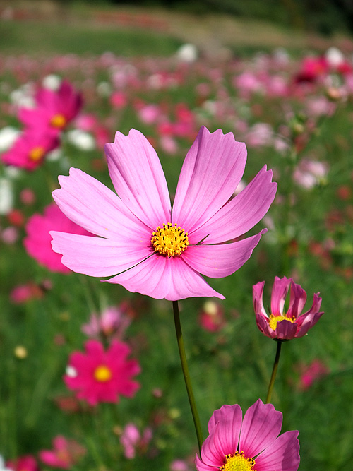 DSCF6853.jpg
