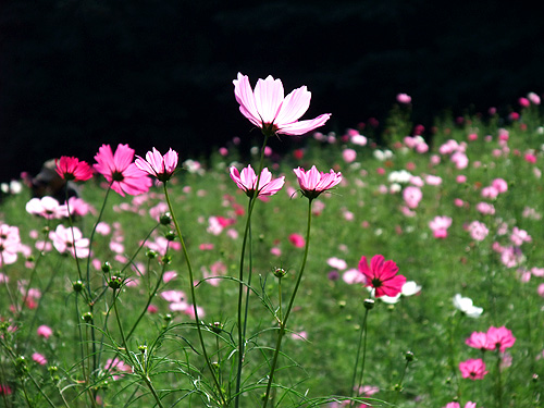 DSCF6873.jpg